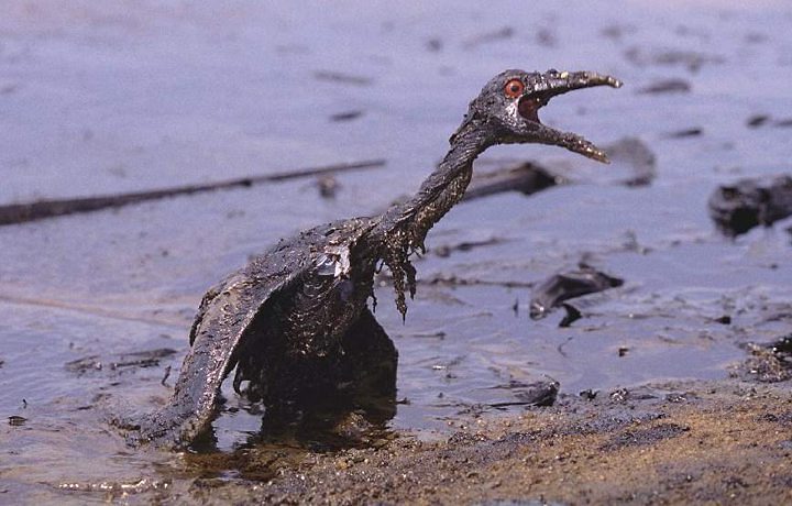 Imagem da galeria: Pedro Duarte
