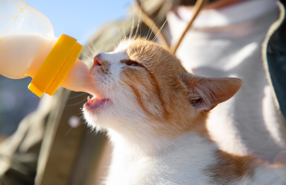 Gatos, qual o tipo de alimento adequado para eles? Leite de vaca, pode?